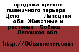 продажа щенков пшеничного терьера › Цена ­ 25 000 - Липецкая обл. Животные и растения » Собаки   . Липецкая обл.